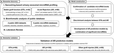 Development and validation of urinary exosomal microRNA biomarkers for the diagnosis of acute rejection in kidney transplant recipients